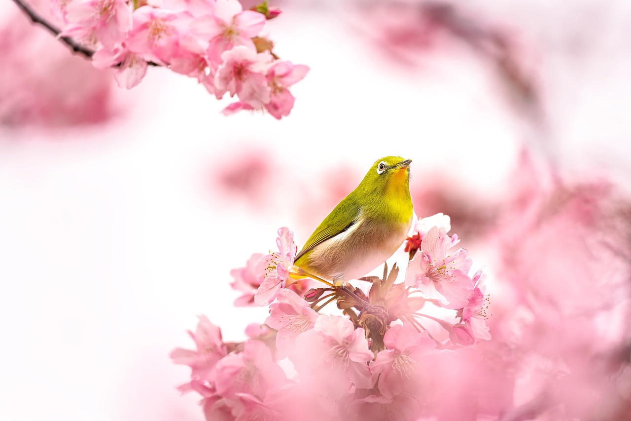 COUPON PRIMAVERA