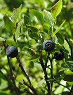 MSA VACCINIUM MYRTIL 50 ML - Speedyfarma.it