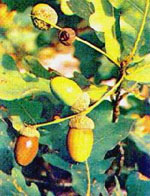 MSA QUERCUS PEDUNCOL 50 ML - Speedyfarma.it