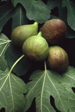 MSA FICUS CARICA 50 ML - Speedyfarma.it