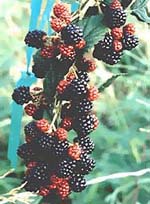 MSA RUBUS FRUCTICOSU 50 ML - Speedyfarma.it