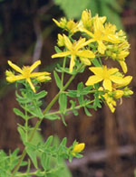 TSA HIPERICUM PERFORATUM 50 ML - Speedyfarma.it