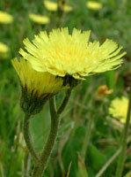 TSA HIERACIUM PILOSELLA 50 ML - Speedyfarma.it