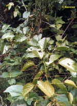 TSA UNCARIA TOMENTOSA 50 ML - Speedyfarma.it