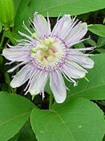 TSA PASSIFLORA INCARNATA 50 ML - Speedyfarma.it