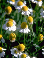 TSA MATRICARIA CHAMOMILLA 50 ML - Speedyfarma.it